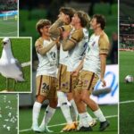 Futbalový zápas sa zastavil v 90. minúte, keď kŕdeľ čajok vtrhol na ihrisko | Futbal | Šport