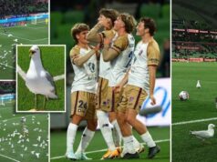 Futbalový zápas sa zastavil v 90. minúte, keď kŕdeľ čajok vtrhol na ihrisko | Futbal | Šport Futbalový zápas sa zastavil v 90. minúte, keď kŕdeľ čajok vtrhol na ihrisko | Futbal | Šport