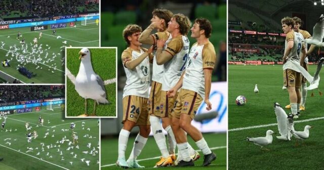 Futbalový zápas sa zastavil v 90. minúte, keď kŕdeľ čajok vtrhol na ihrisko | Futbal | Šport
