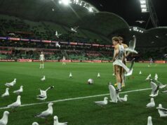 Invázia čajok spôsobí totálne krviprelievanie na futbalovom zápase, keď ho prevezmú vtáky MELBOURNE, AUSTRÁLIA - 17. apríla: Lachlan Bayliss z Jets je obklopený čajkami, keď sa pripravuje na voľný kop počas zápasu 25. kola A-League mužov medzi Melbourne Victory a Newcastle Jets v AAMI Parku 17. apríla 2026 v austrálskom Melbourne. (Foto Robert Cianflone/Getty Images)