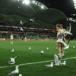 Čajky, ktoré rušia futbalové zápasy v AAMI Parku v Melbourne, nie sú žiadnou novinkou – boli však vonku v piatok večer počas zápasu A-League (na obrázku)