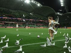 Kŕdeľ čajok spôsobuje chaos na futbalovom zápase v Melbourne – „dúfam, že všetci zaplatili za svoje lístky“ Čajky, ktoré rušia futbalové zápasy v AAMI Parku v Melbourne, nie sú žiadnou novinkou – boli však vonku v piatok večer počas zápasu A-League (na obrázku)