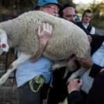 Zaznamenajte pokusy o obetovanie zvierat v Al-Aksá, ktoré vyvolali obavy zo status quo | Správy z mešity Al-Aksá