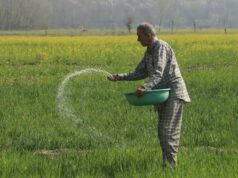 „Všetko závisí od úrody“: Kríza v Perzskom zálive zasiahla poľnohospodárov v južnej Ázii | Správy o poľnohospodárstve „Všetko závisí od úrody“: Kríza v Perzskom zálive zasiahla poľnohospodárov v južnej Ázii | Správy o poľnohospodárstve