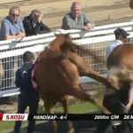Dostihový kôň v Redcar vykopnutý u stajňového ženícha - ktorého museli poslať do nemocnice