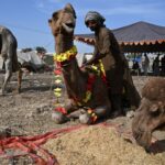 Pakistanskí obchodníci s dobytkom Eid strácajú, pretože vojna s Iránom zvyšuje ceny | Ropa a plyn
