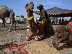 Pakistanskí obchodníci s dobytkom Eid strácajú, pretože vojna s Iránom zvyšuje ceny | Ropa a plyn Pakistanskí obchodníci s dobytkom Eid strácajú, pretože vojna s Iránom zvyšuje ceny | Ropa a plyn