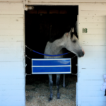 Stánky s koňmi Kentucky Derby v Churchill Downs stoja len 7,50 dolára na deň
