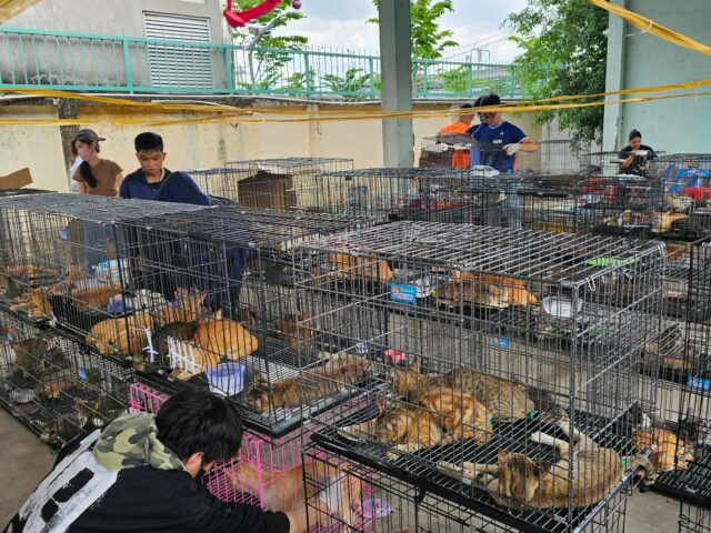 Vietnamská polícia zachraňuje viac ako 400 mačiek z krúžku proti krádeži zvierat | Kriminálne správy
