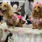 Japonský priemysel starostlivosti o domáce zvieratá prekvitá, keďže „kožušinové deti“ prevyšujú počet dojčiat | Obchodné a ekonomické správy