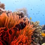 Oceán dosiahol rekordné teploty, keď sa blíži El Niño | Klíma